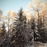 Зимний лес. :: Galina Serebrennikova