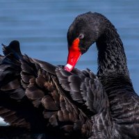 Портрет черного лебедя :: Павел Руденко
