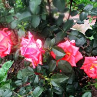 Плетистые розы :: Лариса 