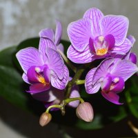Домашняя орхидея :: Татьяна Лютаева