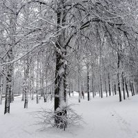 Снежная аллея :: Натала ***