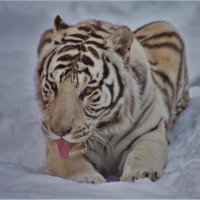 Бенгальский тигр. :: аркадий 