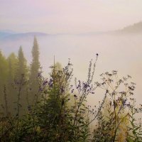 Травы, травы...в утреннем тумане :: Сергей Чиняев 