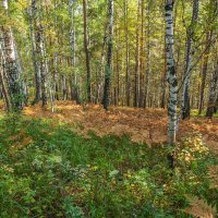 Осенний лес :: Алексей Трухин