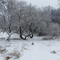 Зима на Смоленщине. :: Милешкин Владимир Алексеевич 