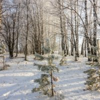В зимнем лесу :: Алексей Сметкин
