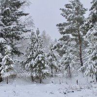 Весенний снегопад :: Людмила Леунина 