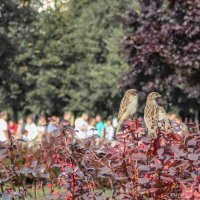 С точки зрения воробьев -  многовато народу :: Игорь Викторов