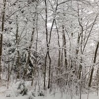 Красота зимнего леса. :: Жанна Викторовна