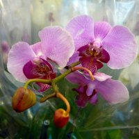 Орхидея :: Вера Щукина
