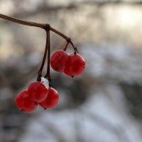 Зимняя ягодка :: Татьяна Лютаева