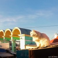 Солнце красит жёлтым цветом шерсть у белого кота... О погоде в Крыму... :: Сергей Леонтьев