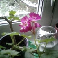розовые цветочки :: миша горбачев