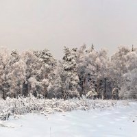 Зимний лес :: Валерий Иванович