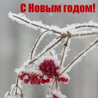 Поздравляю с Новым годом! :: Николай Галкин 