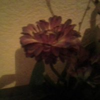 цветы в вазе :: миша горбачев