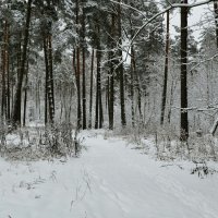 В зимнем лесу под Смоленском. :: Милешкин Владимир Алексеевич 