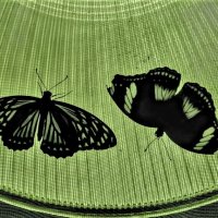 в музее живых бабочек :: Елена Шаламова