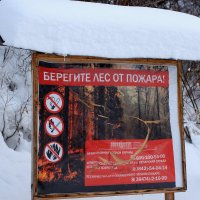 Берегите лес!!! :: Радмир Арсеньев