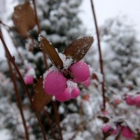 Румяный снежноягодник! :: Люба 