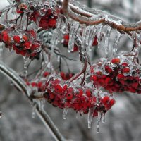 Фокусы природы :: Роман Савоцкий