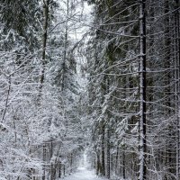 forest paths :: Zinovi Seniak