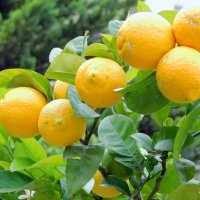 Апельсины созрели. :: Валерьян Запорожченко