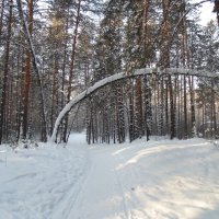 Лесными дорогами первого января 2021 года . :: Мила Бовкун