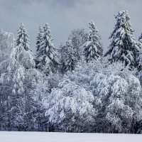 В зимнем лесу :: Александр Гладких