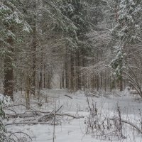 Прогулки в Зимнем Лесу :: юрий поляков