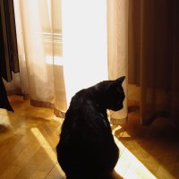 Моя черная кошка любила свет :: Андрей Лукьянов