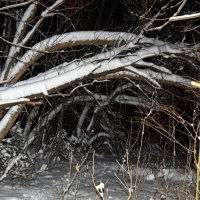 В лесу новогоднем. :: ВикТор Быстров