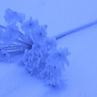 На снегу. :: Радмир Арсеньев