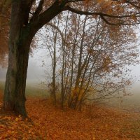 Осенний туман :: Юрий. Шмаков