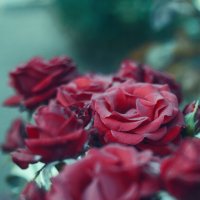 осеннии розы :: Андрей Ананьев 