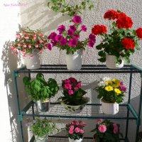Цветы на моём балконе :: Nina Yudicheva