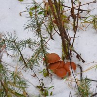 За грибами зимой.... :: Ольга Попова (popova/j2011)