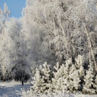 В бархате мороза) :: Владимир Звягин