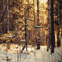 Прогулки по зимнему лесу. :: Galina Serebrennikova