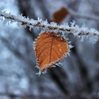 Уже не осень. Зимний воздух чист. Но что сказать мне хочет этот лист...? :: Восковых Анна Васильевна 