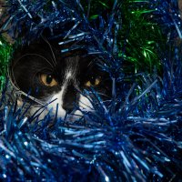 Кот и Новый год :: Элеонора Харитонова
