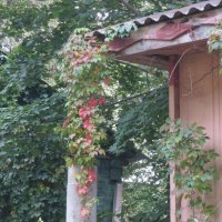 Осень в Тимирязевке :: Дмитрий Никитин