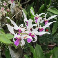 остров орхидей  Вьетнам  2020 :: Елена Шаламова