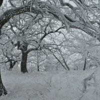 ЗИМНЯЯ ГРАФИКА :: Яковлев Виктор 