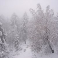 Туман в зимнем лесу :: Наталья Димова