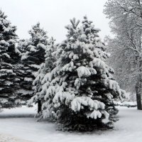 И к нам пришла снежная зима! :: Ирина Олехнович