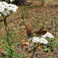 Про лето и бабочек :: Liliya Kharlamova