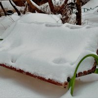 Снежное покрывало. :: Татьяна Помогалова