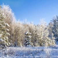 Панорама зимнего леса :: Елена Чудиновских