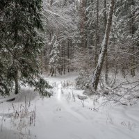 В Зимнем Лесу :: юрий поляков